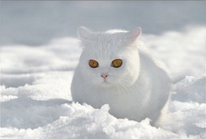 Белые британцы: фото британских белых котов, кошек, котят  